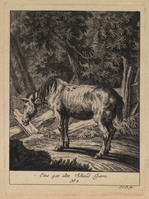 KG 01078
          <br/>
          Entwurf einiger Pferde. Sechster Theil. (18 bladen)
          <br/>
          <em>Ridinger, Johann Elias (1698-1767)</em>